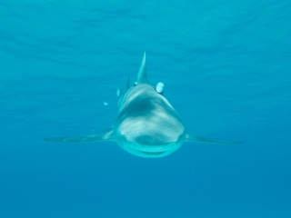 Lemon shark head-on 3 (dig)-Tiger Beach, Grand Bahama Island