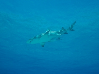 Lemon shark near surface 2 (dig)-Tiger Beach, Grand Bahama Island