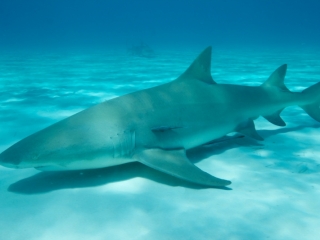 Lemon shark over sand 2 (dig)-Tiger Beach, Grand Bahama Island