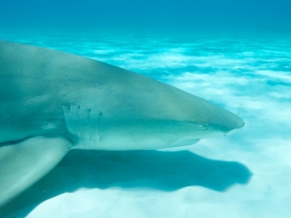 Lemon shark over sand 7 (dig)-Tiger Beach, Grand Bahama Island