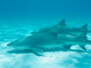 Lemon sharks (dig)-Tiger Beach, Grand Bahama Island