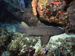 Nurse shark-Grenada