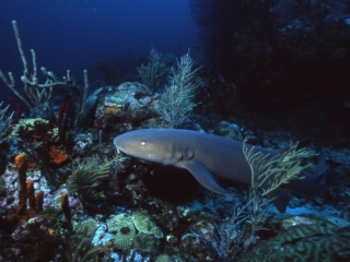 Nurse shark by reef-Grenada