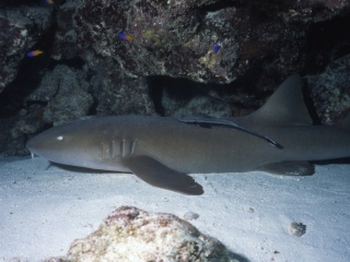Nurse shark & remora-Exumas, Bahamas