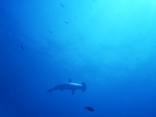 Scalloped hammerhead shark-Wolf Island, Galapagos