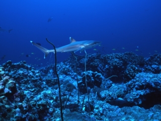 Silvertip shark-Burma Banks