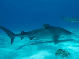 Tiger & Lemon sharks 2 (dig)-Tiger Beach, Grand Bahama Island
