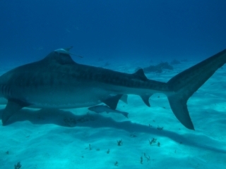 Tiger shark 12 (dig)-Tiger Beach, Grand Bahama Island