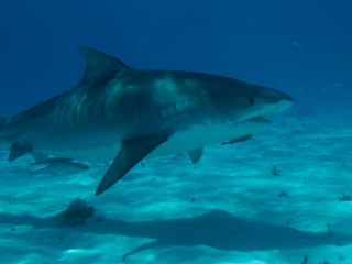 Tiger shark 2 (dig)-Tiger Beach, Grand Bahama Island