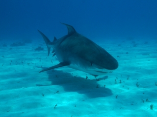 Tiger shark 3 (dig)-Tiger Beach, Grand Bahama Island