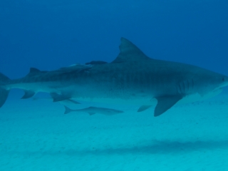 Tiger shark 4 (dig)-Tiger Beach, Grand Bahama Island (1)