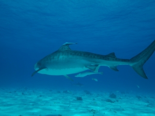 Tiger shark 6 (dig)-Tiger Beach, Grand Bahama Island