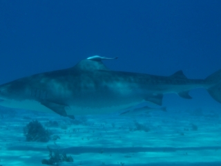 Tiger shark 8 (dig)-Tiger Beach, Grand Bahama Island
