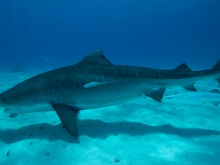 Tiger shark 9 (dig)-Tiger Beach, Grand Bahama Island
