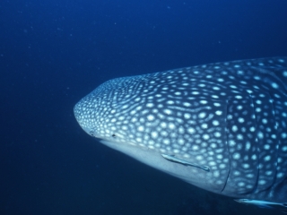 Whale shark head & remoras-Richelieu Rock