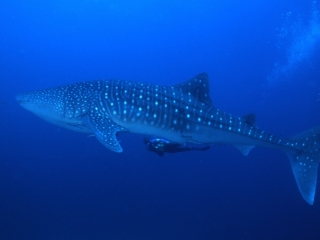 Whale shark with diver underneath-Richelieu Rock, Thailand