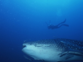 Whale shark with photographer above-Richelieu Rock