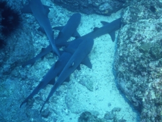 Whitetip reef sharks resting-Cocos Island (1)