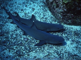 Whitetip sharks-Cocos Island, Costa Rica