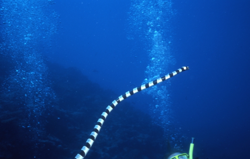 Banded sea krait above diver-Fiji