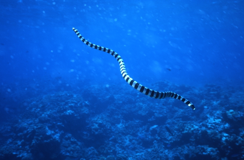 Banded sea krait swimming-Kavieng