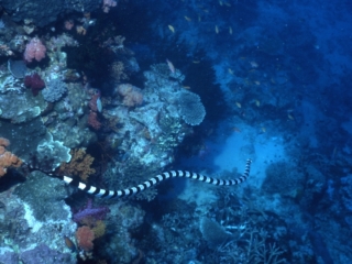 Banded sea krait-Fiji