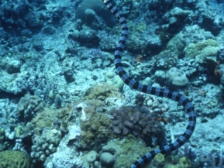 Banded sea krait-Papua New Guinea