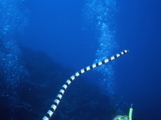 Banded sea krait above diver-Fiji