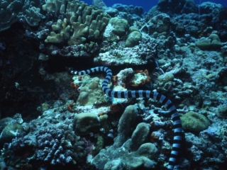 Banded sea krait & corals-Kavieng, Papua New Guinea