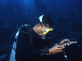 Banded sea krait held by diver-Taveuni