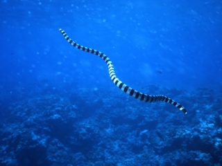 Banded sea krait swimming-Kavieng