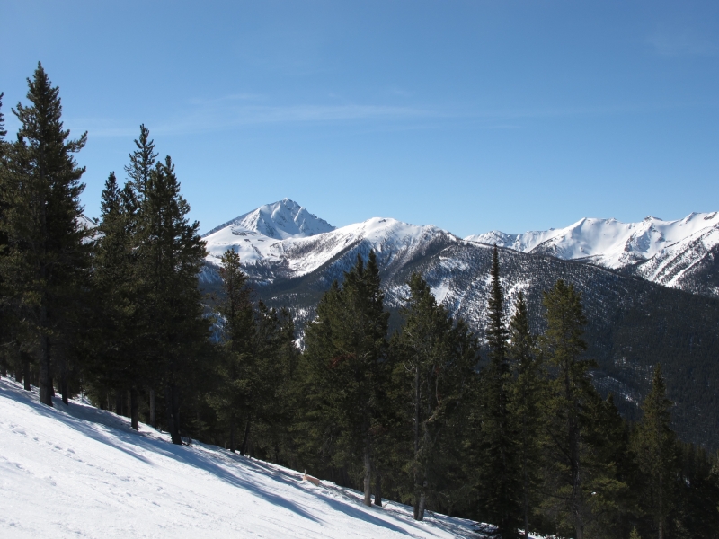 Conifers and Purcell Mountains-Panorama