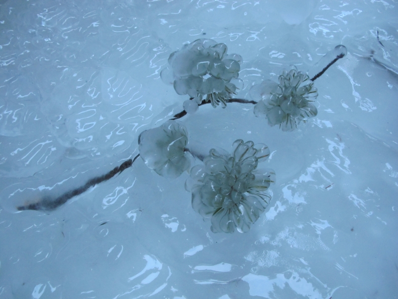 Pine branch frozen in ice-Maligne Canyon, Jasper