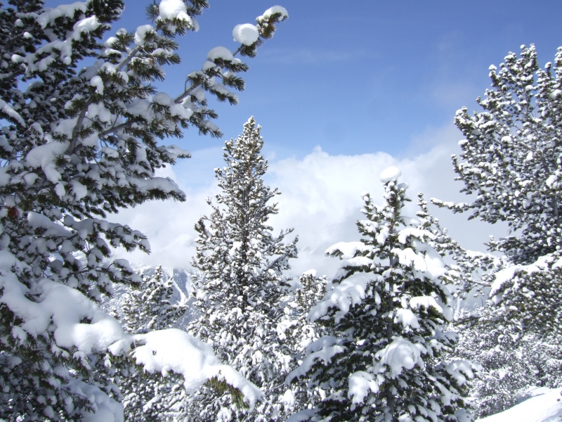 Snow covered trees-Panorama, British Columbia