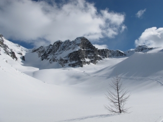 Lone tree in snow-RK Heliski