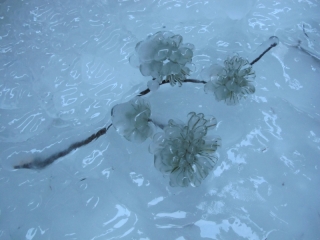 Pine branch frozen in ice (dig)-Maligne Canyon, Jasper