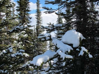 Snow-covered conifers (dig)-Marmot Basin, Jasper