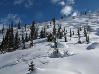 Tree run-RK Heliski