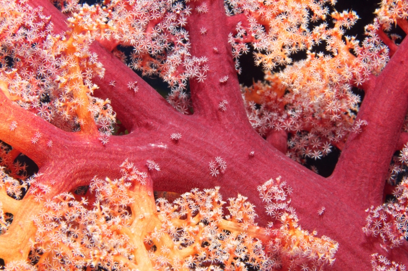 Bladed soft coral tentacles extended (dig)-Fiji