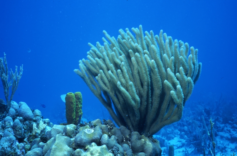 Bushy soft coral-Provo, Turks & Caicos