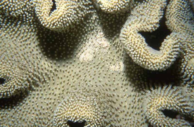 Fungus coral-Maldives