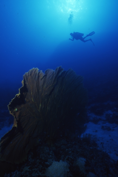 Gigantus gorgonus sea fan-Coral Sea