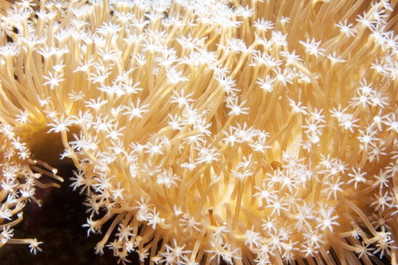 Sarcophyton soft coral tentacles extended (dig)-Fiji