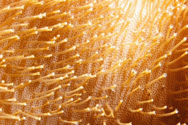 Sarcophyton soft coral tentacles retracted (dig)-Fiji