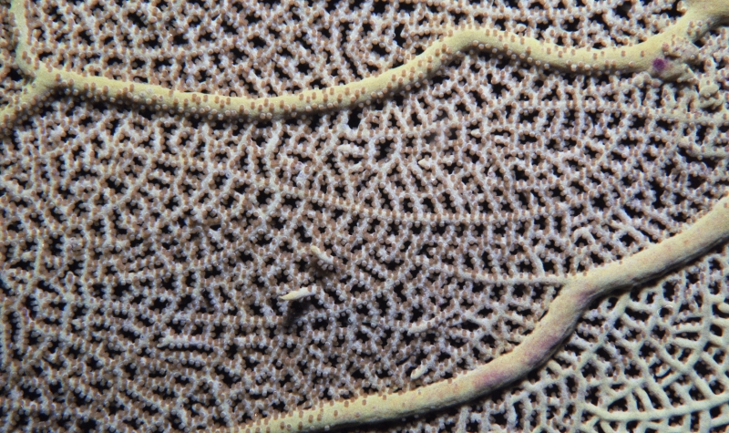 Sea fan with polyps visible-Saba