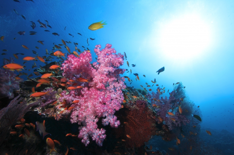 Soft corals (dig)-Fiji