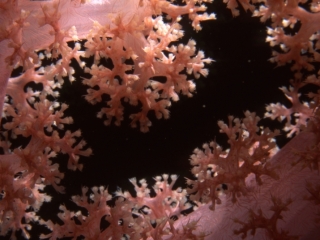 Bladed soft coral-Fiji