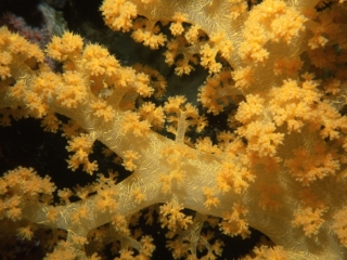 Bladed soft coral-Kavieng