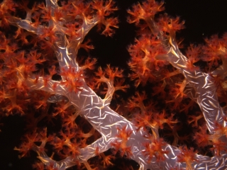 Bladed soft coral-Similan Islands, Thailand