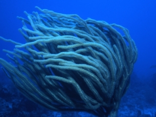 Bushy soft coral in current-Grenada